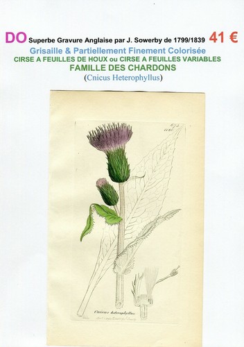 Xviii xix chardon cirse - ,