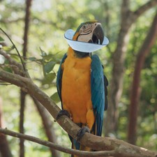 Collare anti morso protezione