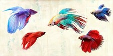 Quadro Animali Acquario Pesci