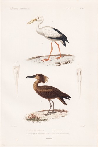 Scopus umbretta cicogna