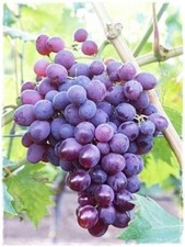 Pianta di Vite Rossa LIDI