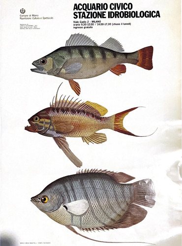 Manifesto originale acquario - manifesto,