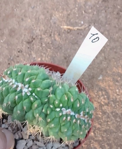 Mammillaria crestata vaso - ,