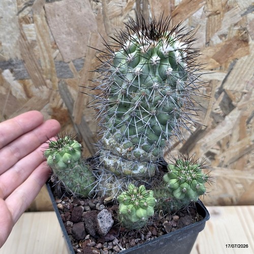 Copiapoa tenebrosa vaso - tenebrosa, cm