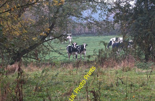 Photo frisian cattle at - frisian,
