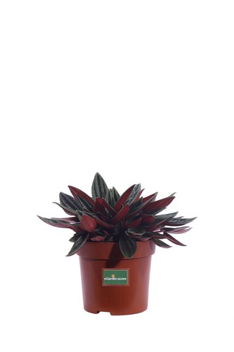 Pianta peperomia caperata - pianta, di