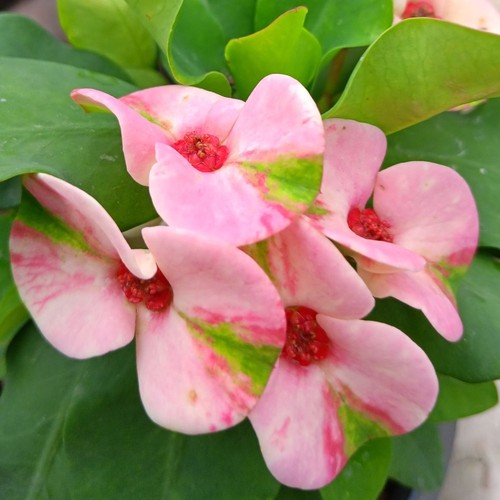 Pianta ibrida euphorbia milii - pianta,
