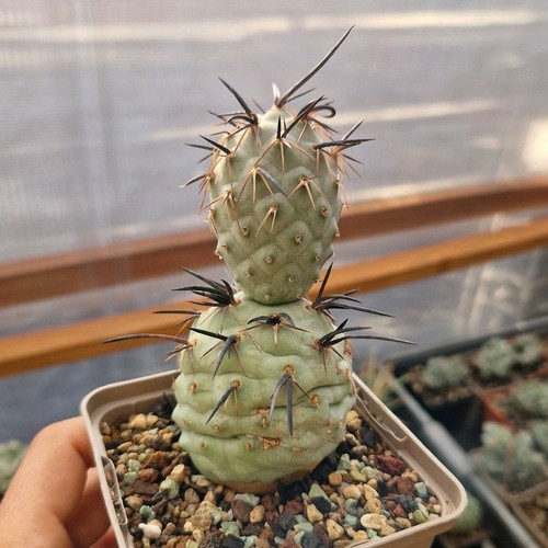 Tephrocactus geometricus - tephrocactus,