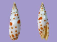 Mitridae, Mitra mitra, Bohol, Philippines, 82,6 mm, LOVELY COLORS