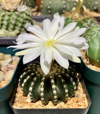 Seed discocactus horstii 25 - horstii, (25