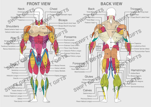Poster anatomico diagramma
