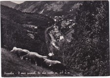 PRACCHIA - PISTOIA - GREGGE - PECORE - VIAGG. 1954 -81928-