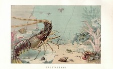 Stampa Antica 1894 = CROSTACEI