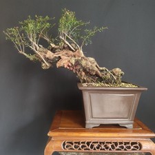 PRE BONSAI ESEMPLARE  DI MIRTO