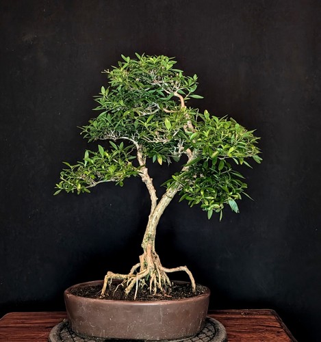 Bonsai neve junissa foetida - bonsai,