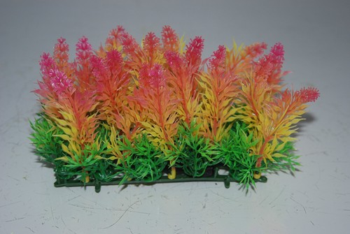 Acquario colorato pianta - acquario,
