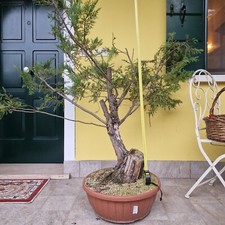 Ginepro Bonsai