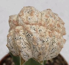 Astrophytum myriostigma  extra white cristate NO ONZUKA 