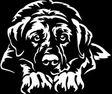 Adesivo CANGAL - Adesivo Auto