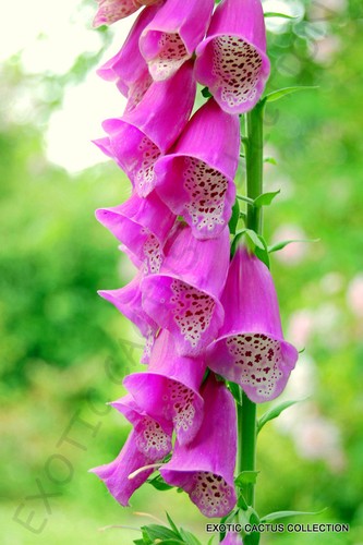 Raro digitalis purpurea - raro,