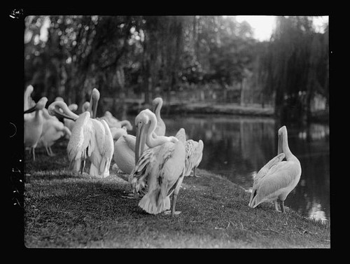 Photo gardens pelican - photo:&,
