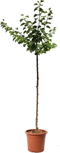 Pianta albicocco piante - pianta,