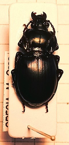 Carabidae pterostichinae - carabidae,,