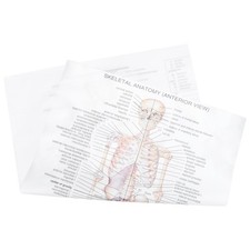 1pc Anatomical Poster Anatomia