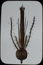 WALTER TYLER Magic Lantern