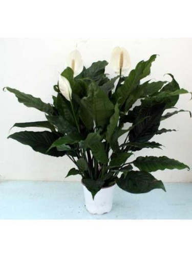 Spathiphyllum pianta - pianta, da