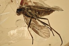 HUGE Predatory Snipe Fly