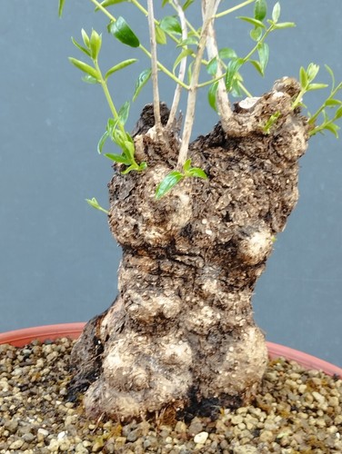 Bonsai olivastro 33x16m - 33x16m, in