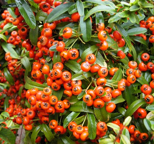 Pyracantha coccinea agazzino - pyracantha,