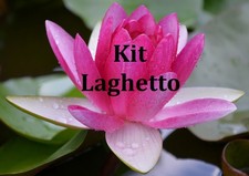 Piante laghetto tinozza - 4, o