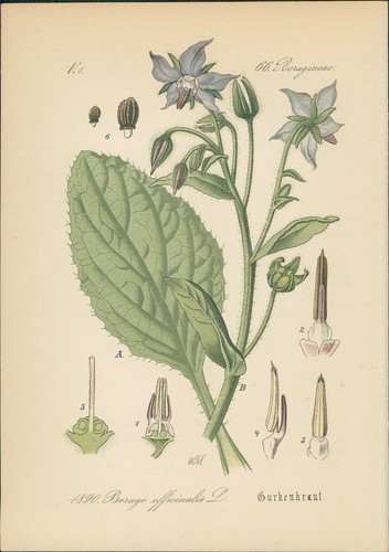 Chromolithographie - ,