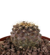 Copiapoa serpentisulcata x copiapoa tenuissima - Serpente-Copiapoa | Sottile C