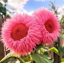 20x semi di girasole giganti