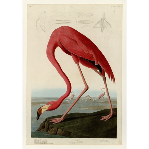 American flamingo piatto 431 - -,