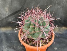 FEROCACTUS ACANTHODES SSP