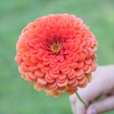 Semi di Zinnia Coral Beauty |