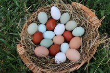 a Uova FERTILI Feconde AMROCK AUSTRALORP   MARANS ARAUCANA PADOVANA  da cova