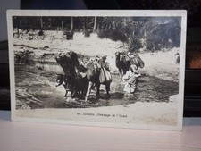 POSTCARD ALLEE DES COCOTIERS A BOMA CONGO GIOVANNI PASQUAL 1904 AK CPA