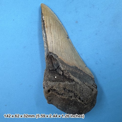 Authentic carcharodon - authentic,