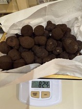 Tartufo fresco nero estivo - tartufo,
