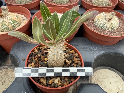 318 pachypodium inopinatum - 318,