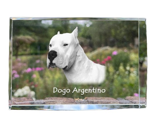 Dogo argentino crystal with - dogo,