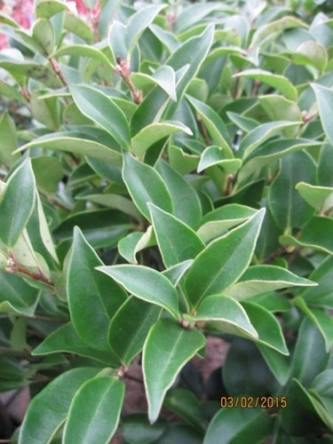 Ligustrum japonicum corano - japonicum,