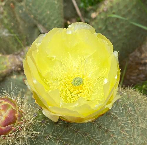 Opuntia scheeri talea - opuntia,