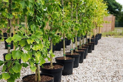 Ginkgo biloba cinese grande - ginkgo,