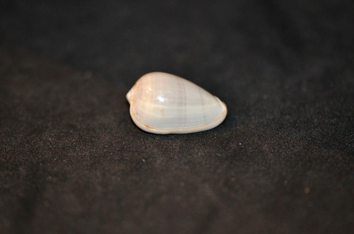 Cryptospira ventricosa - cryptospira,